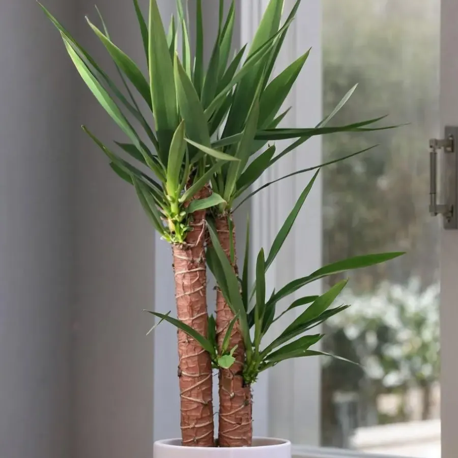 Kamerplanten-Plant in a Box Palmlelie - Yucca elephantipes - Hoogte 70-80cm - ⌀21cm