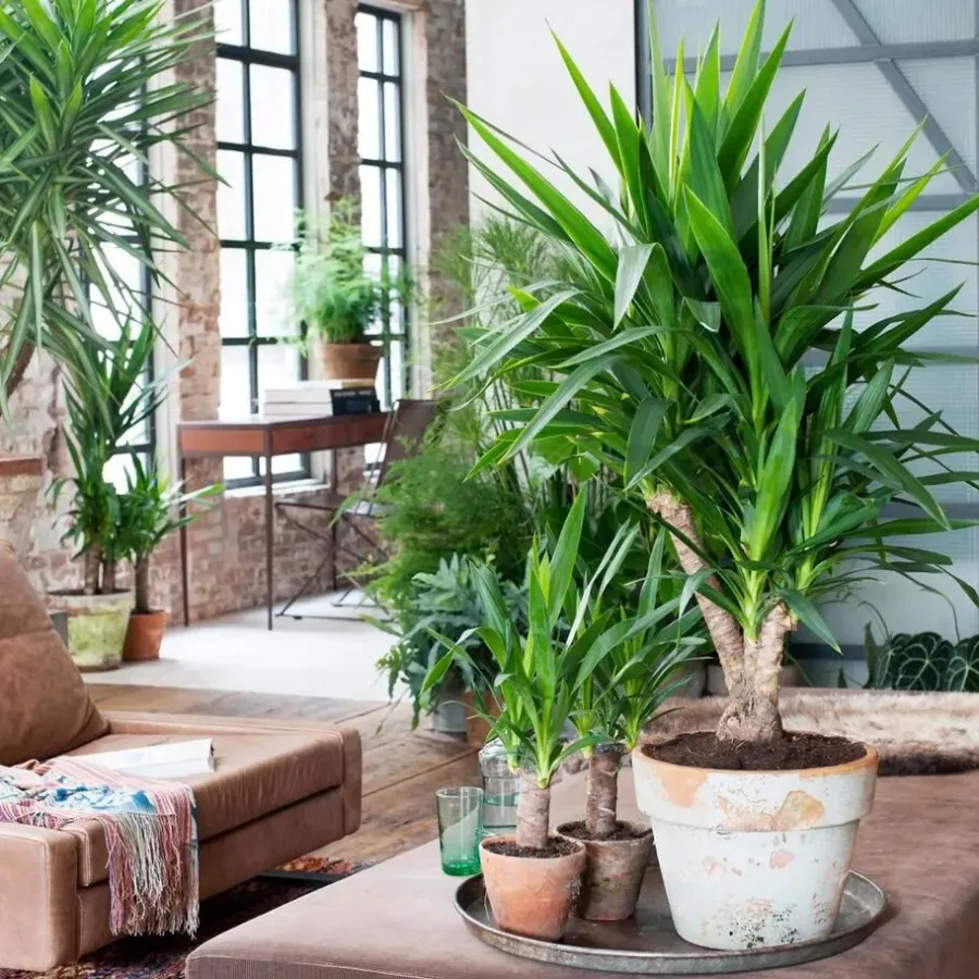 Kamerplanten-Plant in a Box Palmlelie - Yucca elephantipes - Hoogte 70-80cm - ⌀21cm