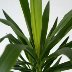 Kamerplanten-Plant in a Box Palmlelie - Yucca elephantipes - Hoogte 70-80cm - ⌀21cm