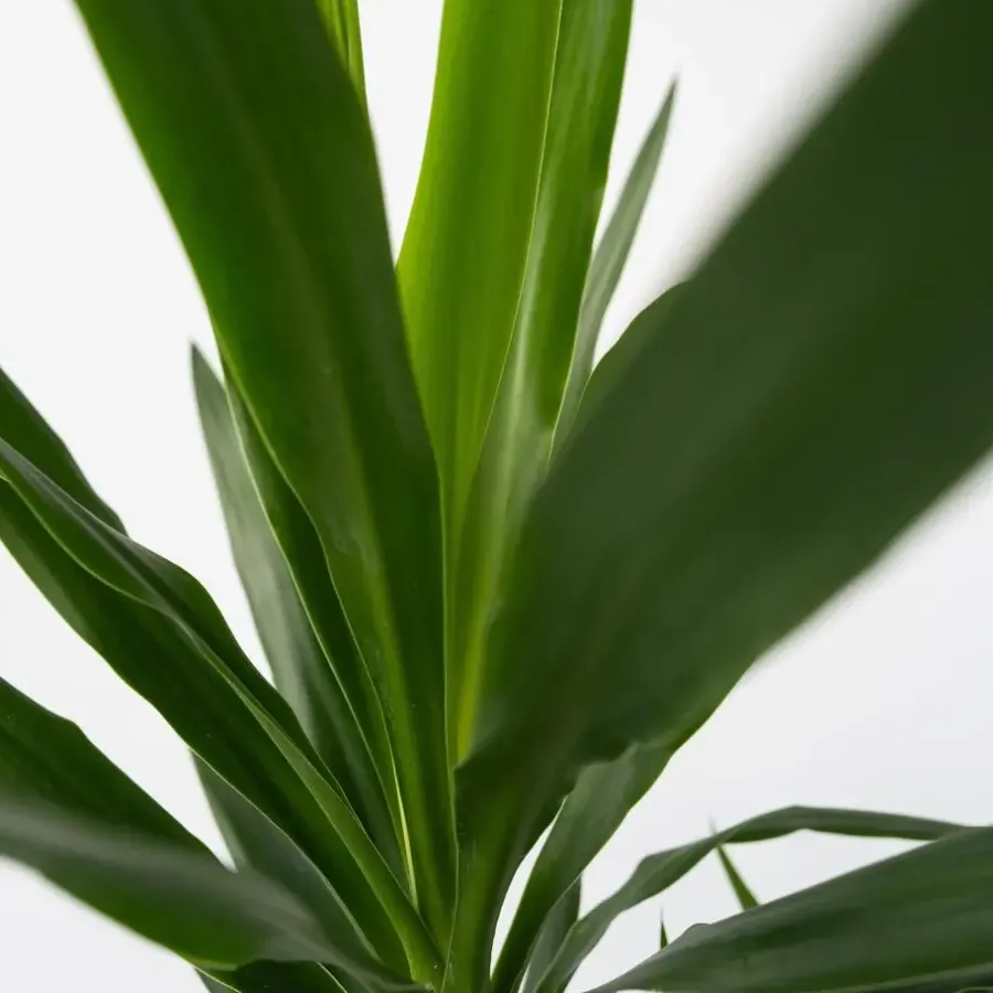 Kamerplanten-Plant in a Box Palmlelie - Yucca elephantipes - Hoogte 70-80cm - ⌀21cm