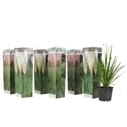 Plant in a Box Pampasgras - Set van 6 - Cortaderia selloana - Hoogte 25-40cm - ⌀9cm