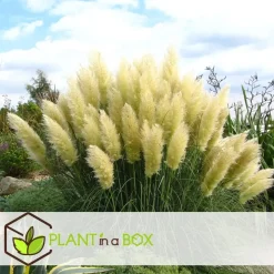 Plant in a Box Pampasgras - Set van 6 - Cortaderia selloana - Hoogte 25-40cm - ⌀9cm