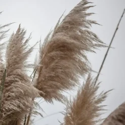 Plant in a Box Pampasgras - Set van 6 - Cortaderia selloana - Hoogte 25-40cm - ⌀9cm