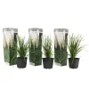 Tuinplanten-Plant in a Box Pampasgras - Set van 3 - Cortaderia selloana - Hoogte 25-40cm - ⌀9cm