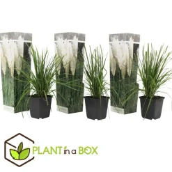 Tuinplanten-Plant in a Box Pampasgras - Set van 3 - Cortaderia selloana - Hoogte 25-40cm - ⌀9cm