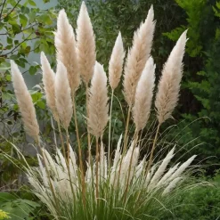 Tuinplanten-Plant in a Box Pampasgras - Set van 3 - Cortaderia selloana - Hoogte 25-40cm - ⌀9cm