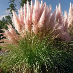 Planten|Tuinplanten-Plant in a Box Pampasgras - Set van 3 - Cortaderia selloana - Hoogte 25-40cm - ⌀9cm
