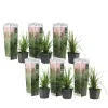 Plant in a Box Pampasgras - Set van 6 - Cortaderia selloana - Hoogte 25-40cm - ⌀9cm