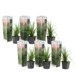 Plant in a Box Pampasgras - Set van 6 - Cortaderia selloana - Hoogte 25-40cm - ⌀9cm