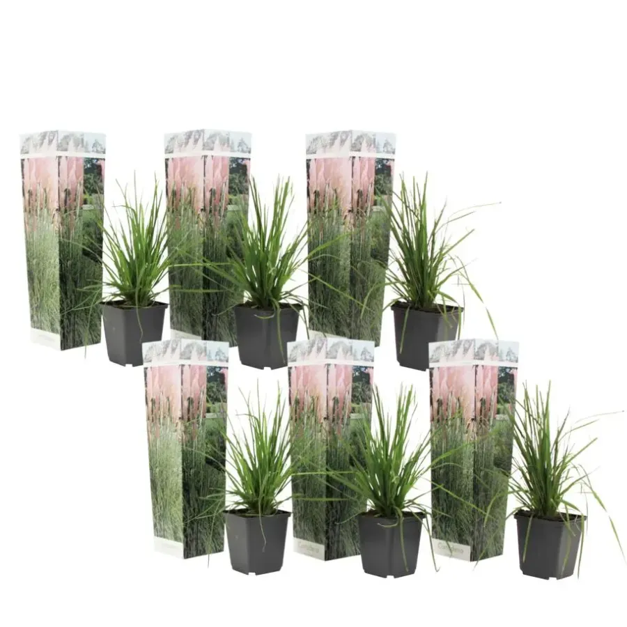 Plant in a Box Pampasgras - Set van 6 - Cortaderia selloana - Hoogte 25-40cm - ⌀9cm