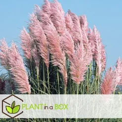 Plant in a Box Pampasgras - Set van 6 - Cortaderia selloana - Hoogte 25-40cm - ⌀9cm