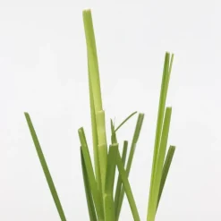 Plant in a Box Pampasgras - Set van 6 - Cortaderia selloana - Hoogte 25-40cm - ⌀9cm