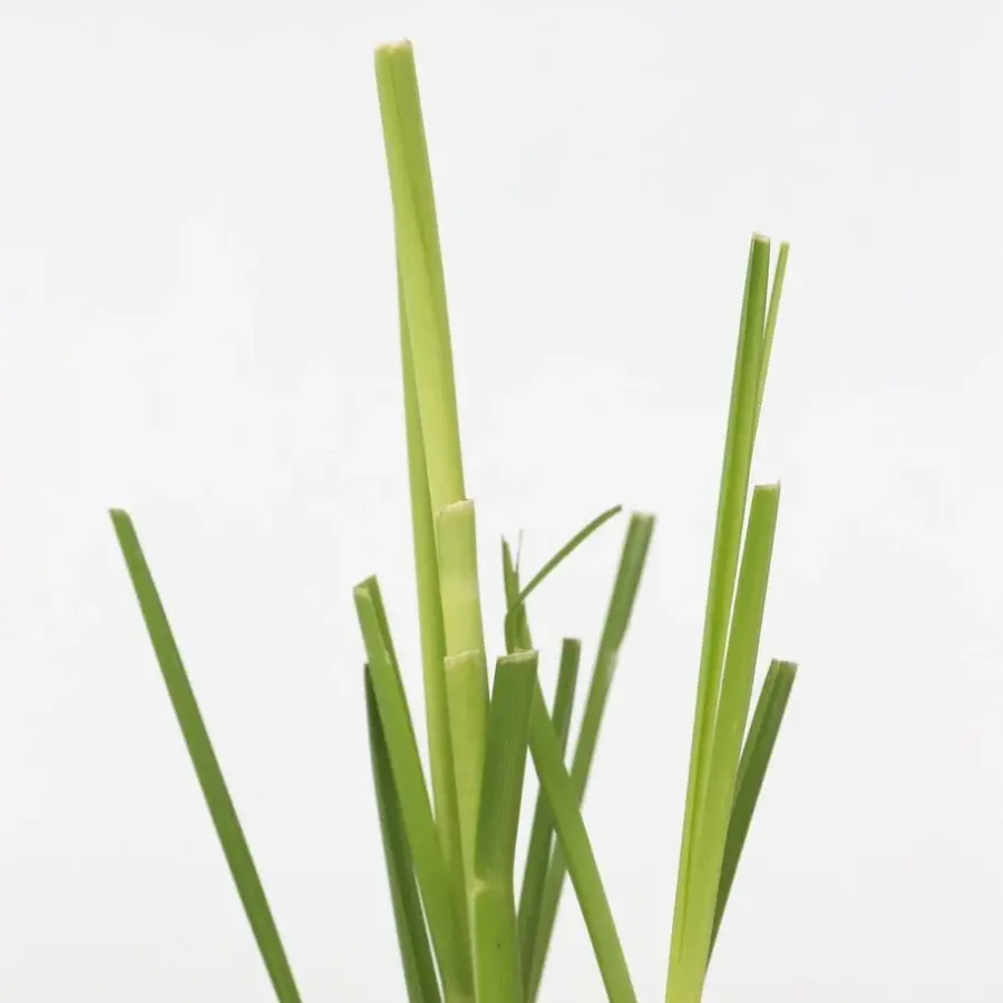 Plant in a Box Pampasgras - Set van 6 - Cortaderia selloana - Hoogte 25-40cm - ⌀9cm