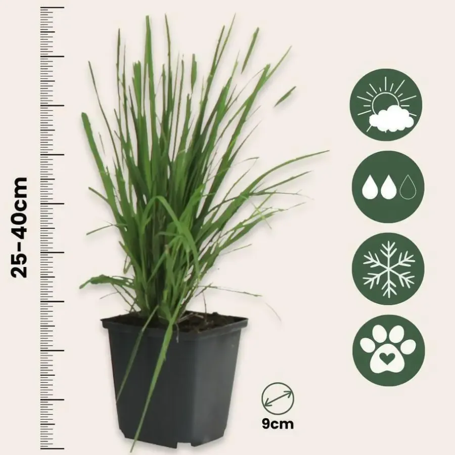 Plant in a Box Pampasgras - Set van 6 - Cortaderia selloana - Hoogte 25-40cm - ⌀9cm