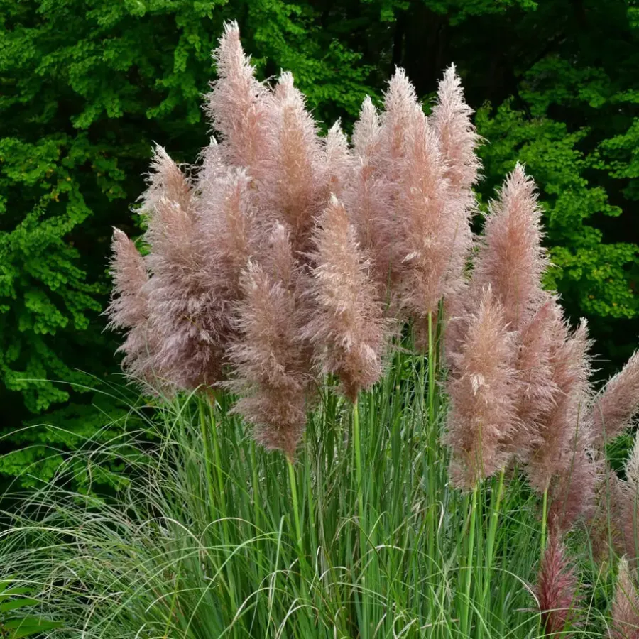 Plant in a Box Pampasgras - Set van 6 - Cortaderia selloana - Hoogte 25-40cm - ⌀9cm