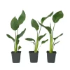 Kamerplanten-Plant in a Box Paradijsvogelbloem - Set van 3 - Strelitzia reginea - Hoogte 25-40cm - ⌀9cm