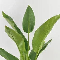 Kamerplanten-Plant in a Box Paradijsvogelbloem - Set van 3 - Strelitzia reginea - Hoogte 25-40cm - ⌀9cm