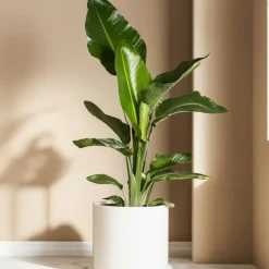 Kamerplanten-Plant in a Box Paradijsvogelbloem - Set van 3 - Strelitzia reginea - Hoogte 25-40cm - ⌀9cm
