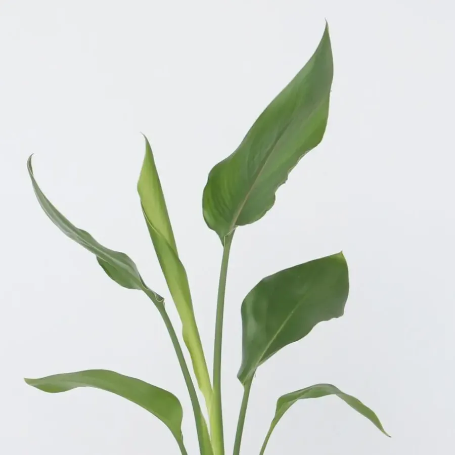 Kamerplanten-Plant in a Box Paradijsvogelbloem - Set van 3 - Strelitzia reginea - Hoogte 25-40cm - ⌀9cm