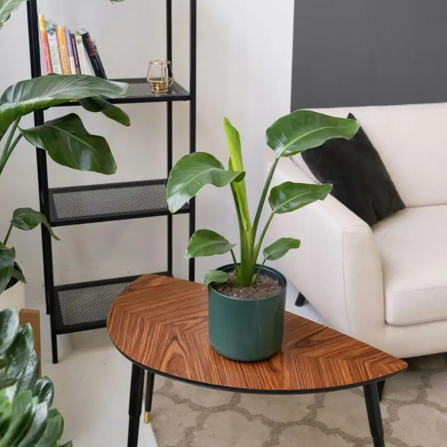 Kamerplanten-Plant in a Box Paradijsvogelbloem - Set van 3 - Strelitzia reginea - Hoogte 25-40cm - ⌀9cm