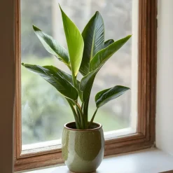 Kamerplanten-Plant in a Box Paradijsvogelbloem - Set van 3 - Strelitzia reginea - Hoogte 25-40cm - ⌀9cm