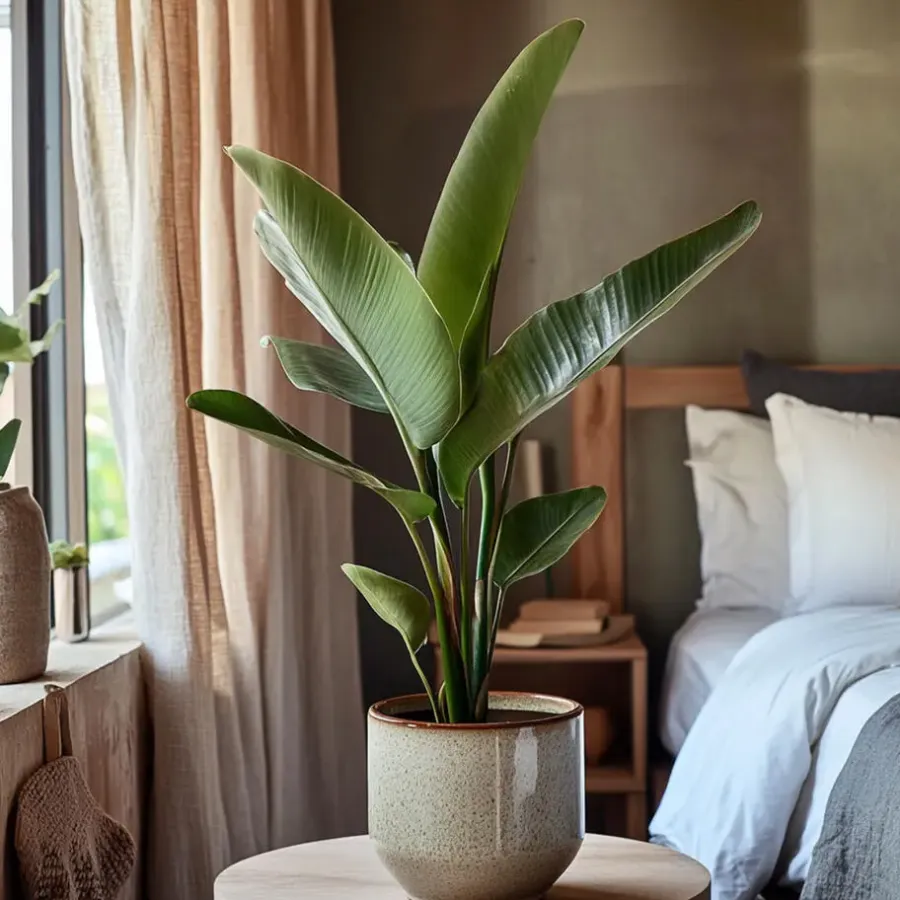 Kamerplanten-Plant in a Box Paradijsvogelbloem - Set van 3 - Strelitzia reginea - Hoogte 25-40cm - ⌀9cm