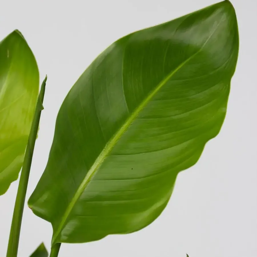 Kamerplanten-Plant in a Box Paradijsvogelbloem - Set van 3 - Strelitzia reginea - Hoogte 25-40cm - ⌀9cm