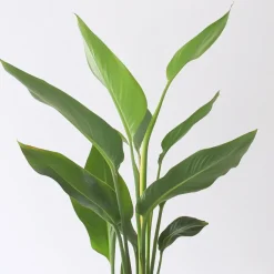 Kamerplanten-Plant in a Box Paradijsvogelbloem - Set van 3 - Strelitzia reginea - Hoogte 25-40cm - ⌀9cm