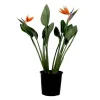 Kamerplanten-Plant in a Box Paradijsvogelbloem - Strelitzia reginae - met bloemen - Hoogte 70-100cm - Ø19cm