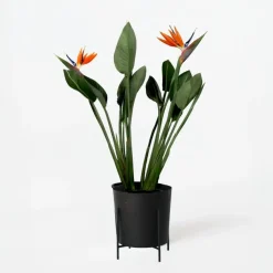 Kamerplanten-Plant in a Box Paradijsvogelbloem - Strelitzia reginae - met bloemen - Hoogte 70-100cm - Ø19cm