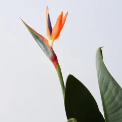 Kamerplanten-Plant in a Box Paradijsvogelbloem - Strelitzia reginae - met bloemen - Hoogte 70-100cm - Ø19cm