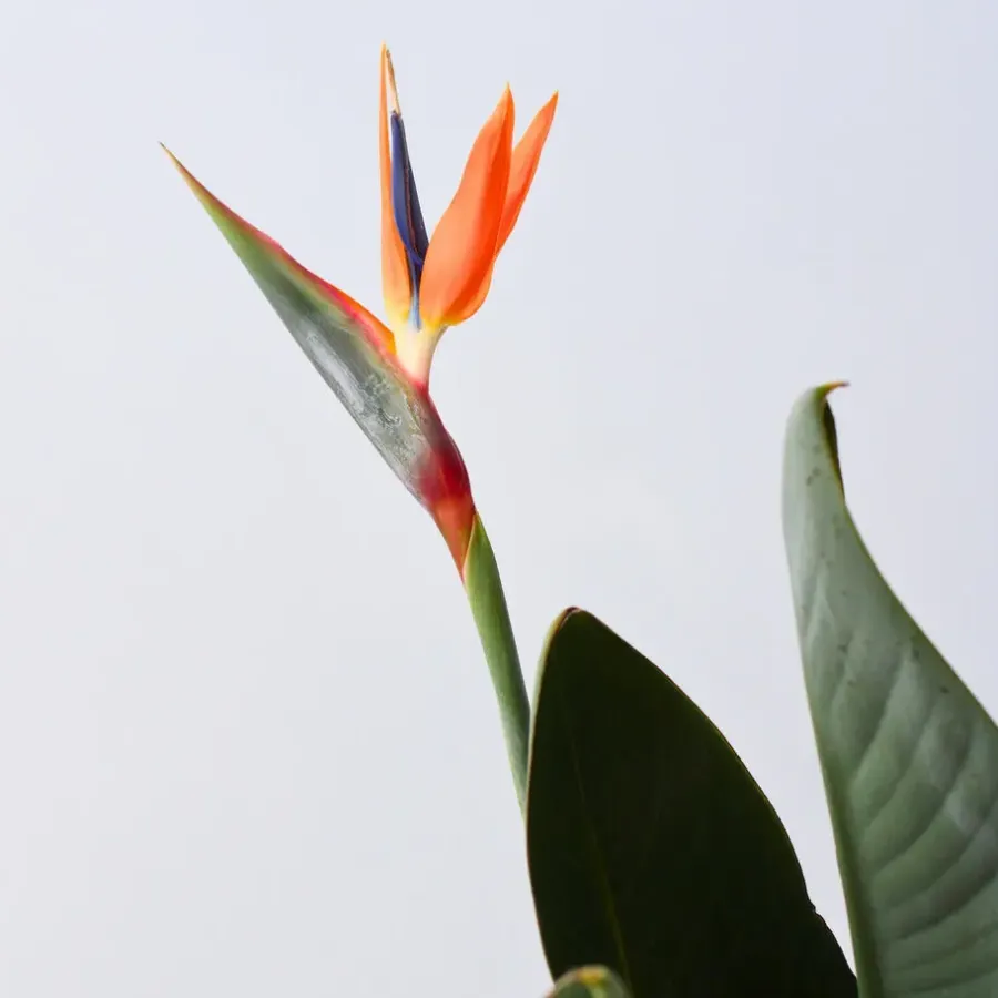 Kamerplanten-Plant in a Box Paradijsvogelbloem - Strelitzia reginae - met bloemen - Hoogte 70-100cm - Ø19cm