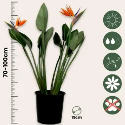 Kamerplanten-Plant in a Box Paradijsvogelbloem - Strelitzia reginae - met bloemen - Hoogte 70-100cm - Ø19cm