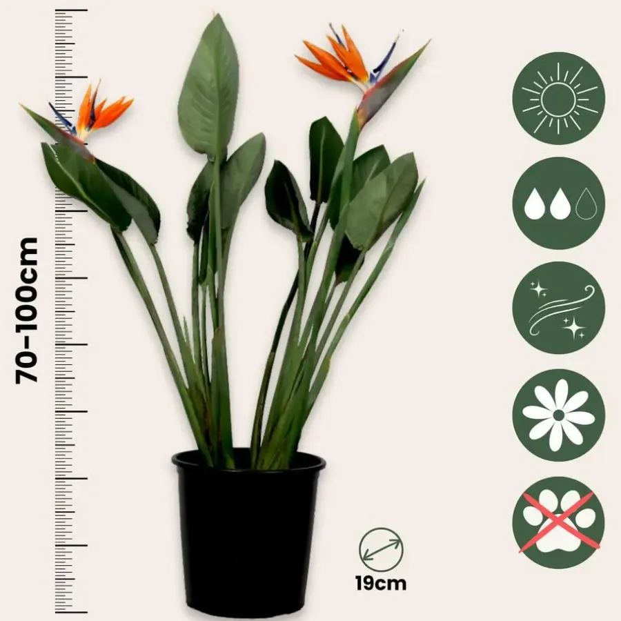 Kamerplanten-Plant in a Box Paradijsvogelbloem - Strelitzia reginae - met bloemen - Hoogte 70-100cm - Ø19cm