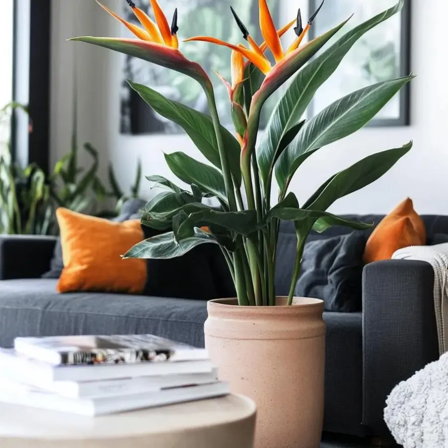 Kamerplanten-Plant in a Box Paradijsvogelbloem - Strelitzia reginae - met bloemen - Hoogte 70-100cm - Ø19cm