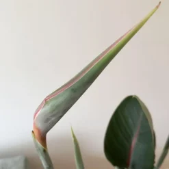 Kamerplanten-Plant in a Box Paradijsvogelbloem - Strelitzia reginae - met bloemen - Hoogte 70-100cm - Ø19cm