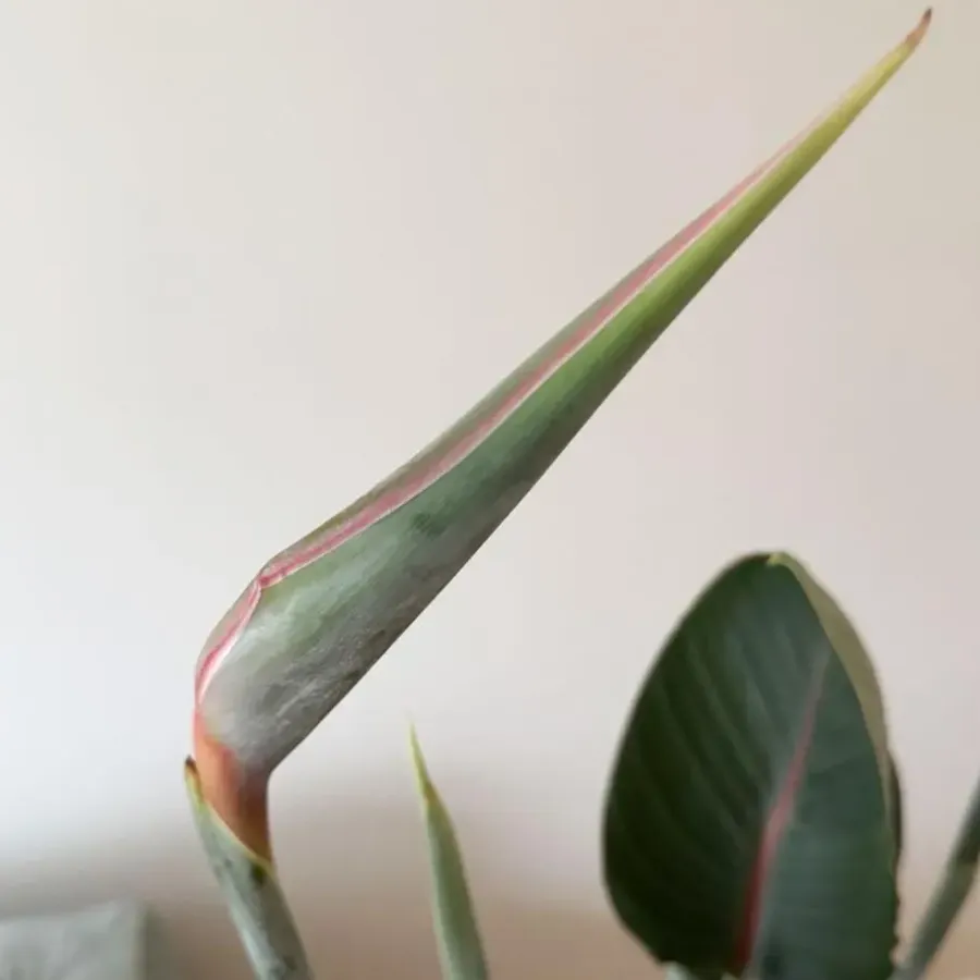Kamerplanten-Plant in a Box Paradijsvogelbloem - Strelitzia reginae - met bloemen - Hoogte 70-100cm - Ø19cm