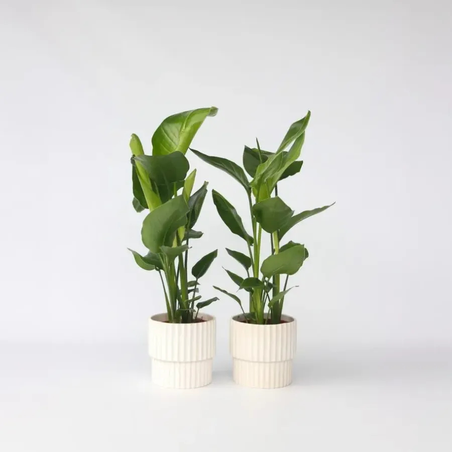Kamerplanten-Plant in a Box Paradijsvogelplant - Set van 2 - Strelitzia nicolai - Hoogte 55-70cm - ⌀17cm