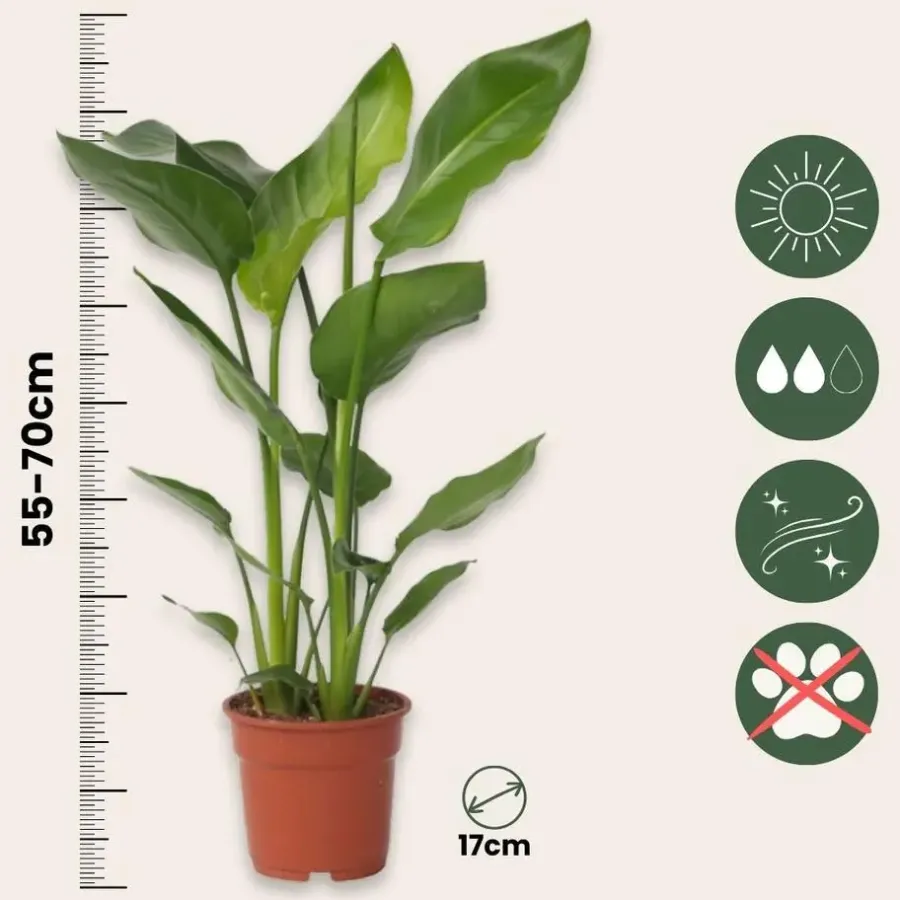 Kamerplanten-Plant in a Box Paradijsvogelplant - Set van 2 - Strelitzia nicolai - Hoogte 55-70cm - ⌀17cm