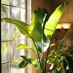 Kamerplanten-Plant in a Box Paradijsvogelplant - Set van 2 - Strelitzia nicolai - Hoogte 55-70cm - ⌀17cm