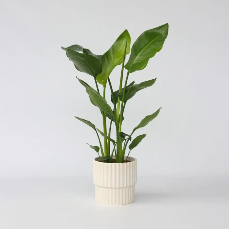 Kamerplanten-Plant in a Box Paradijsvogelplant - Strelitzia nicolai - Hoogte 55-70cm - ⌀17cm