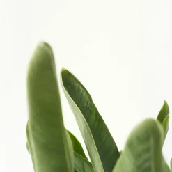 Kamerplanten-Plant in a Box Paradijsvogelplant - Strelitzia nicolai - Hoogte 55-70cm - ⌀17cm