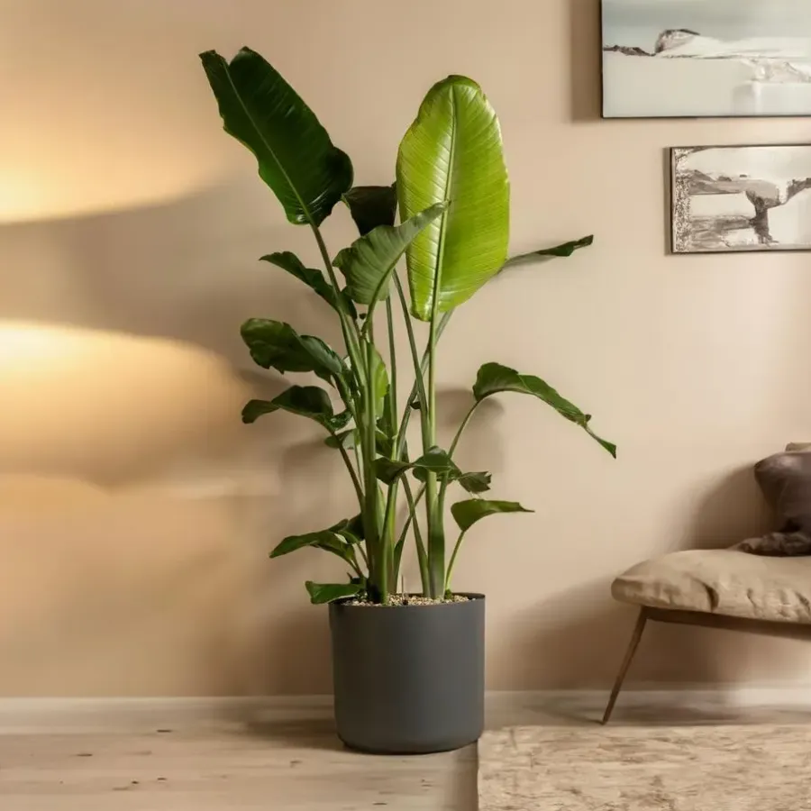 Kamerplanten-Plant in a Box Paradijsvogelplant - Strelitzia nicolai - Hoogte 55-70cm - ⌀17cm