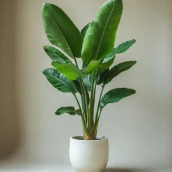 Kamerplanten-Plant in a Box Paradijsvogelplant - Strelitzia nicolai - Hoogte 55-70cm - ⌀17cm