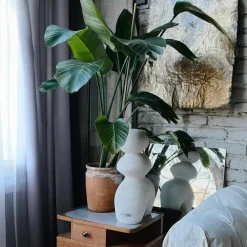 Kamerplanten-Plant in a Box Paradijsvogelplant - Strelitzia nicolai - Hoogte 55-70cm - ⌀17cm