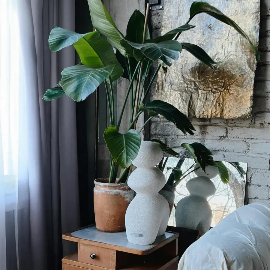 Kamerplanten-Plant in a Box Paradijsvogelplant - Strelitzia nicolai - Hoogte 55-70cm - ⌀17cm