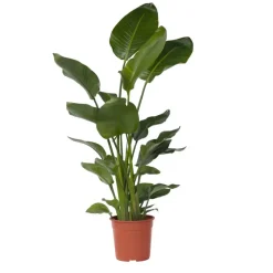 Kamerplanten-Plant in a Box Paradijsvogelplant - Strelitzia nicolai - Hoogte 150-170cm - ⌀28cm