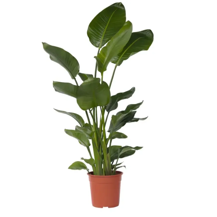 Kamerplanten-Plant in a Box Paradijsvogelplant - Strelitzia nicolai - Hoogte 150-170cm - ⌀28cm