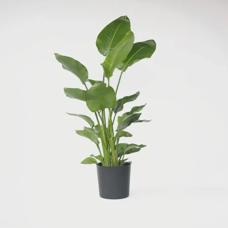 Kamerplanten-Plant in a Box Paradijsvogelplant - Strelitzia nicolai - Hoogte 150-170cm - ⌀28cm