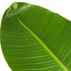 Kamerplanten-Plant in a Box Paradijsvogelplant - Strelitzia nicolai - Hoogte 150-170cm - ⌀28cm